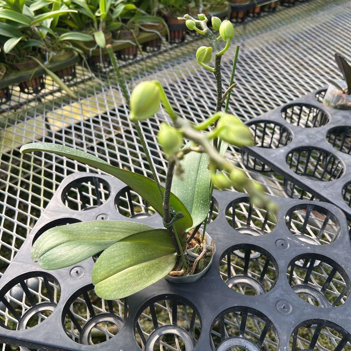 得価通販 胡蝶蘭 花芽2他 速達料金込み Z6zUa-m36865694361 フォーチュンザルツマン 大得価HOT