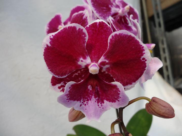 得価通販 胡蝶蘭 花芽2他 速達料金込み Z6zUa-m36865694361 フォーチュンザルツマン 大得価HOT