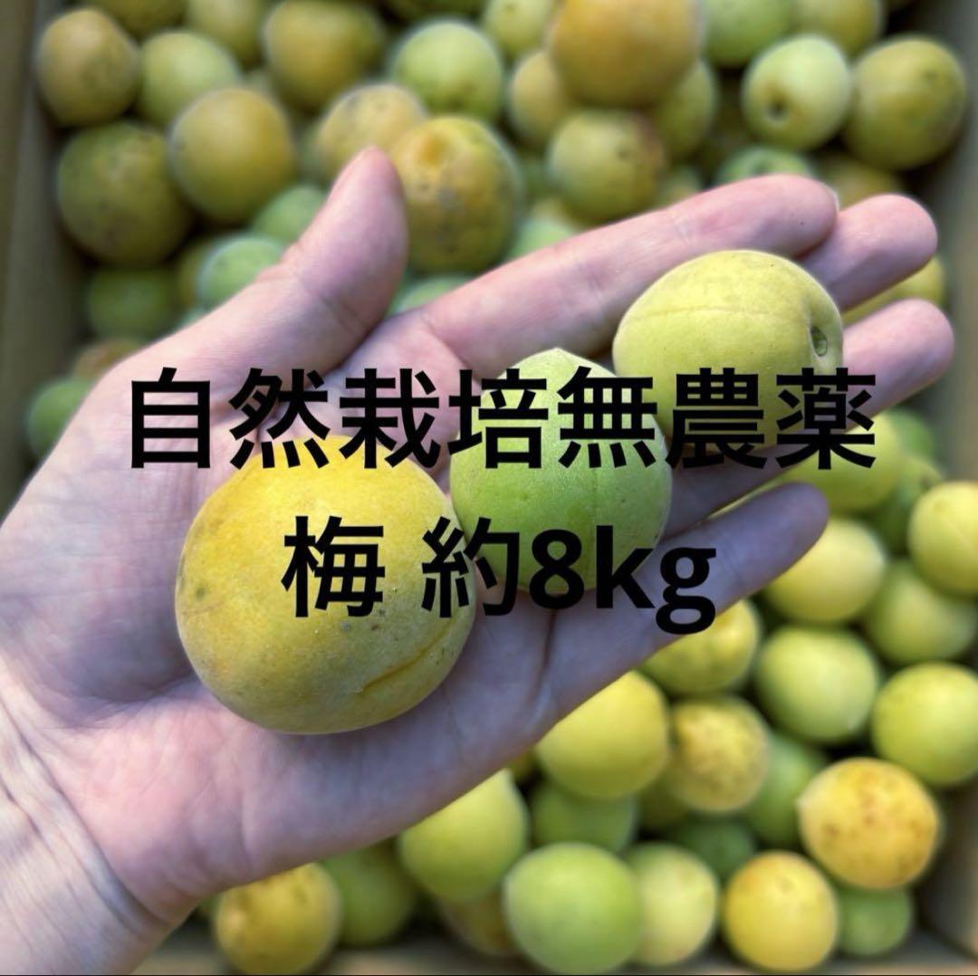 人気ブランド 自然栽培 メルカリ - 広島県産 約8kg 訳あり品 梅 無農薬 フルーツ・果実
