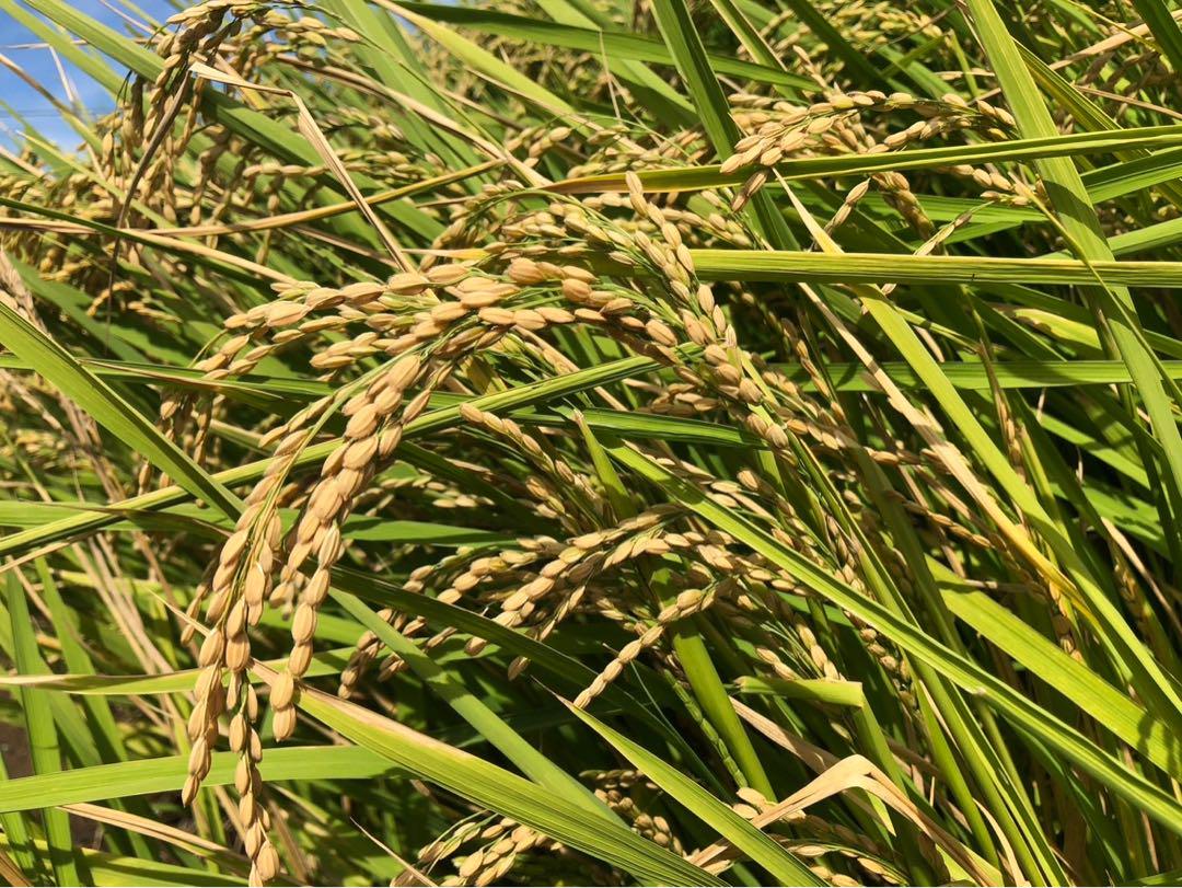 新潟県産コシヒカリ1袋30kg 特別栽培米を2袋　玄米