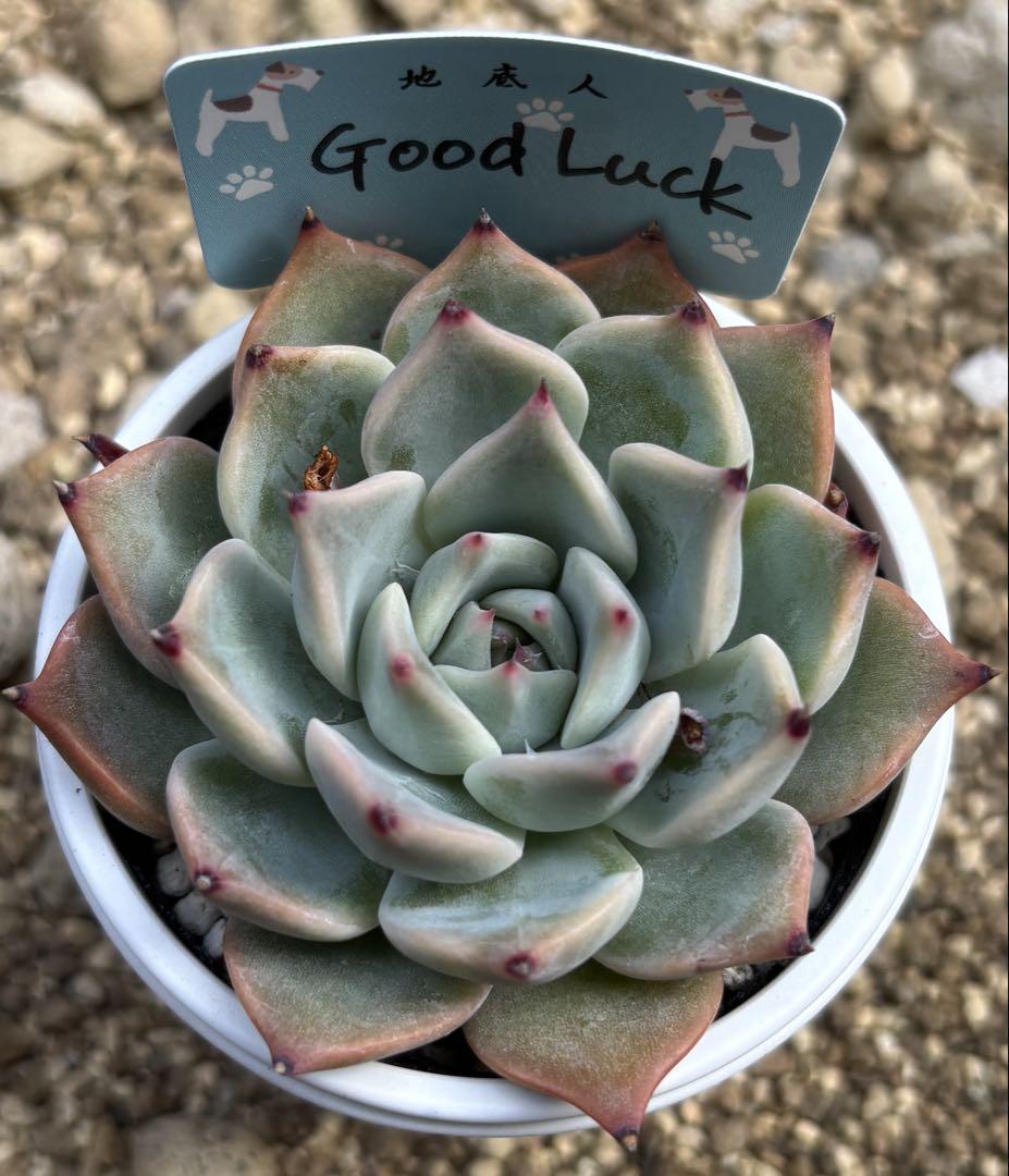 多肉植物 エケベリア 地底人さん苗 命名種 Goodluck ② 6,019円
