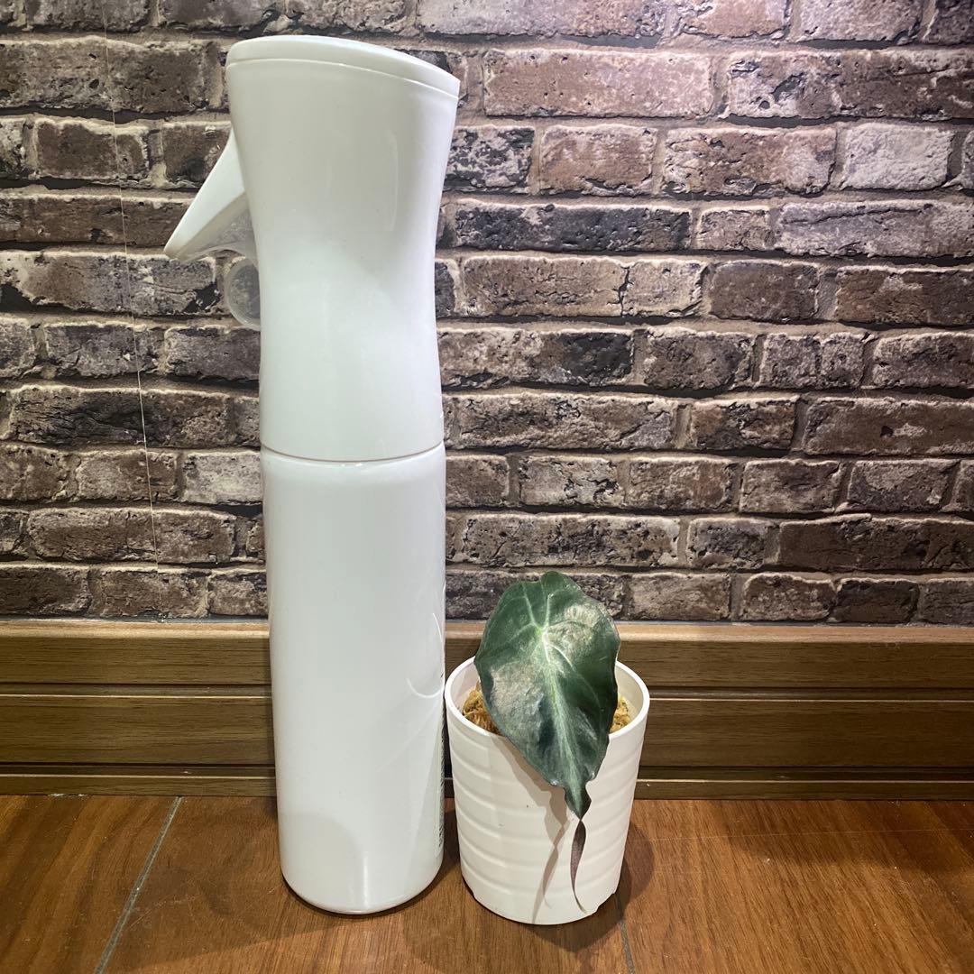 アロカシア ヴェノム メイソン株 A アロカシア ヴェノム メイソン株 A