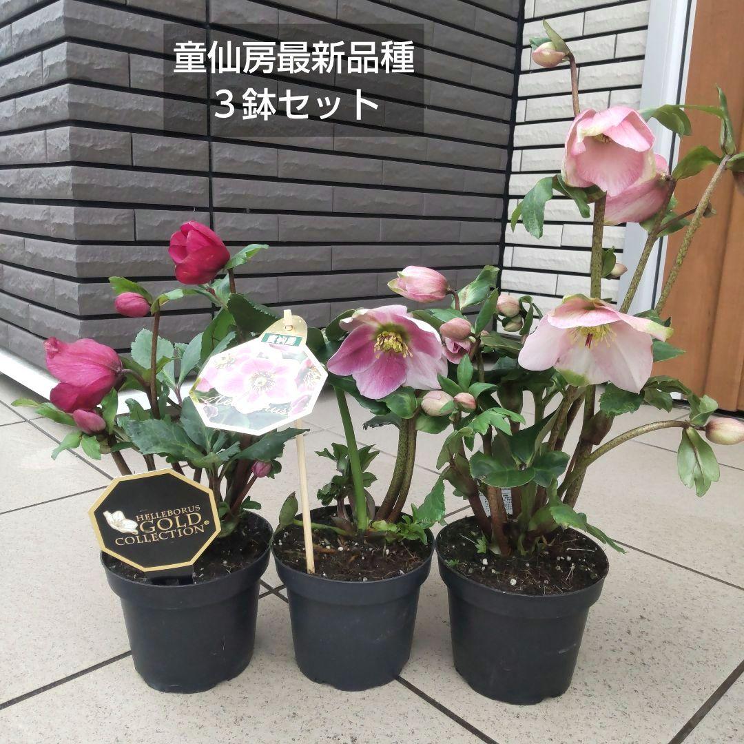 童仙房最新品種！３鉢セット！花苗 クリスマスローズ 開花株 雪の妖精