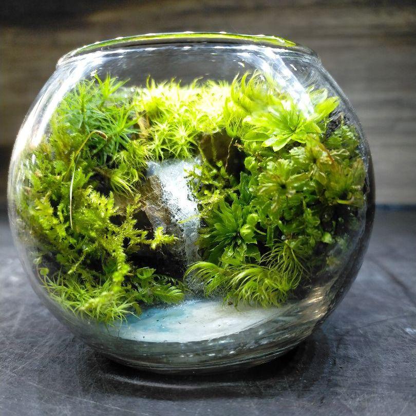 2年保証 滝の流れる苔テラリウム 魚用品 水草