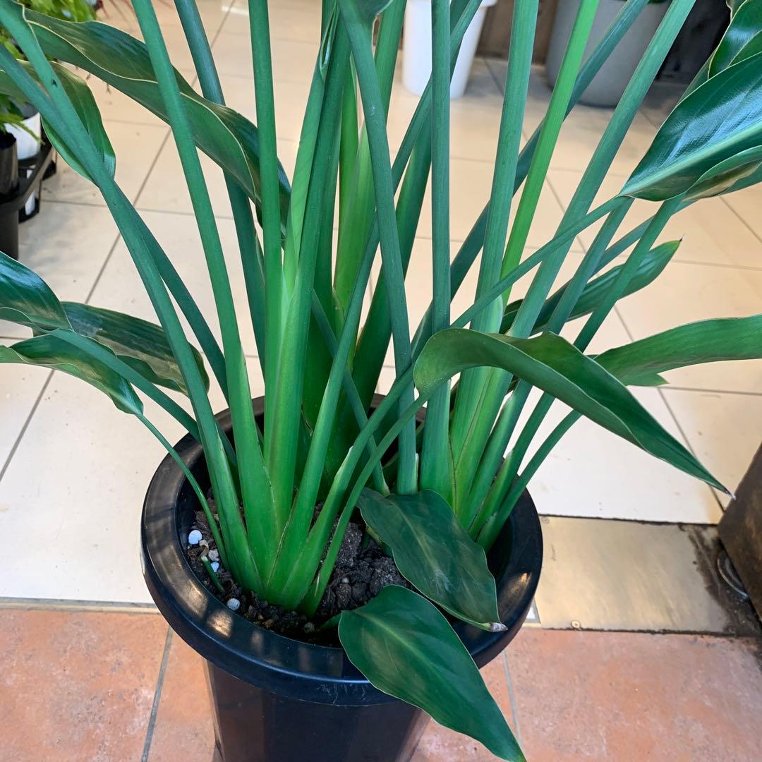 レギネ 8号新品、♥