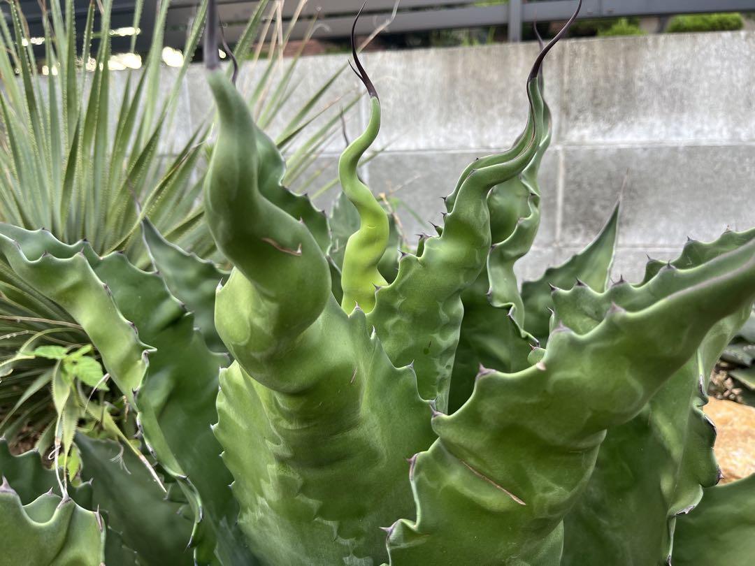 アガベ　ベルビル　ローガンカルホーン　地植え　ドワーフ