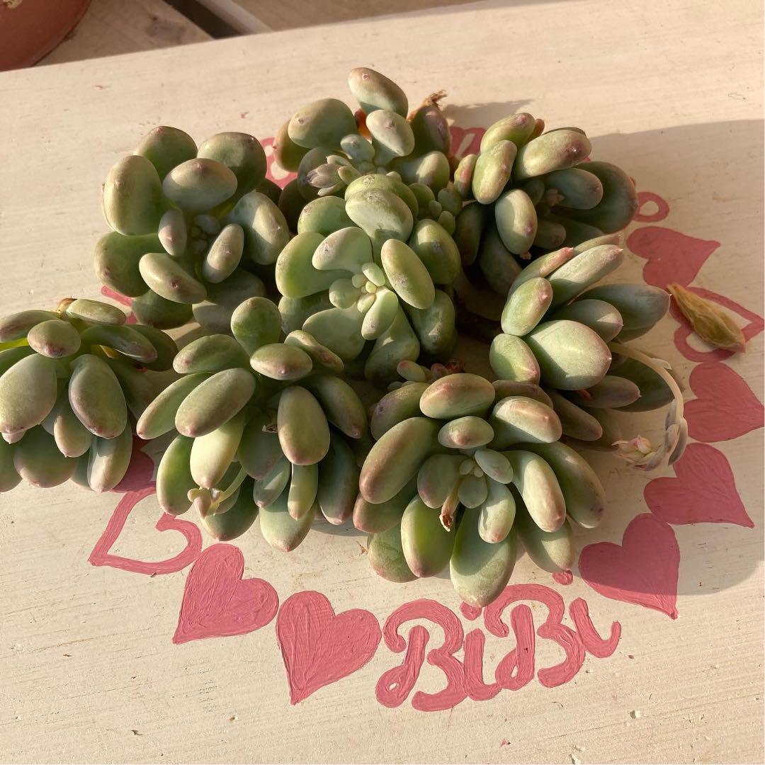 多肉植物 エアーマジック　♡アルビン♡