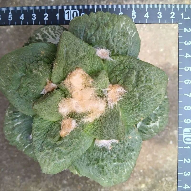 特大苗 玉ゴジラ アリオカルプス 接ぎ木 抜き苗発送 繁殖苗目立った傷や汚れなし YUZUMIYA_COM