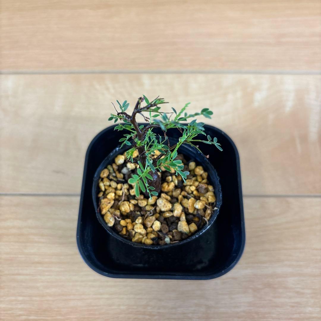 ②超希少！タイ実生 センナメリディオナリス 発根済・鉢付き発送｜美株 ④希少！タイ実生 センナメリディオナリス 発根済・鉢付き発送｜美