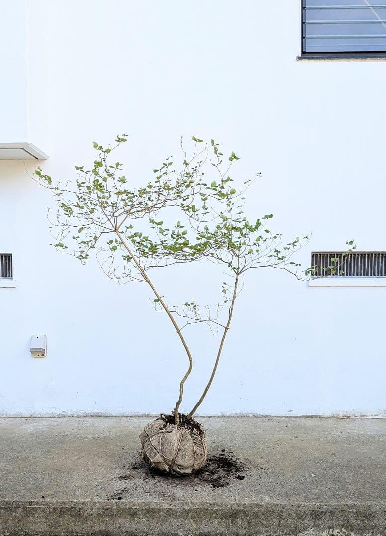 山採りミツバツツジ