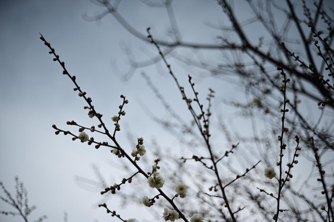 レンズ(単焦点) Leica Summicron-C 40mm F2 1972