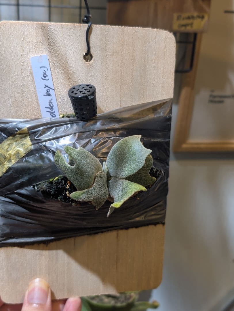 P. G en Boy OC 子株 金童 ビカクシダ