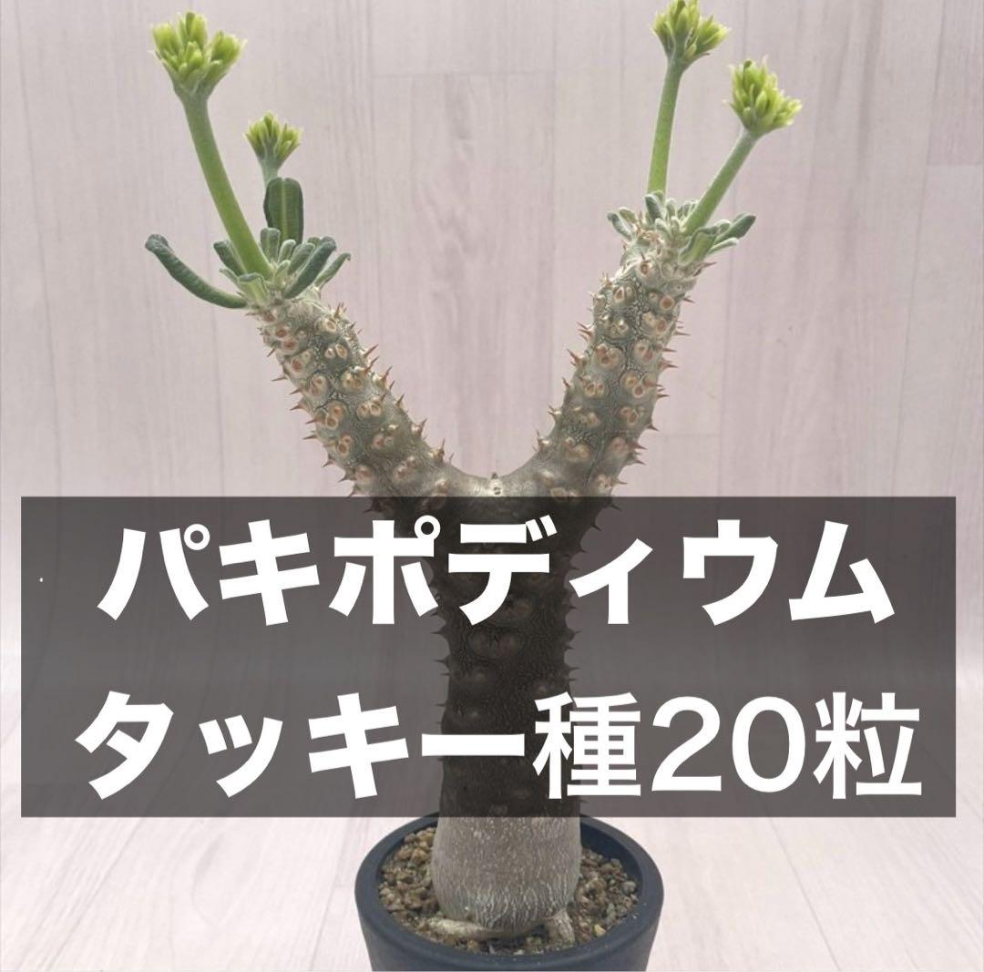 パキポディウム・タッキー種子20粒 7月3日採種