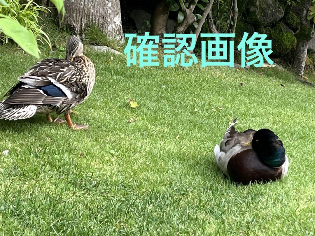 確認用
