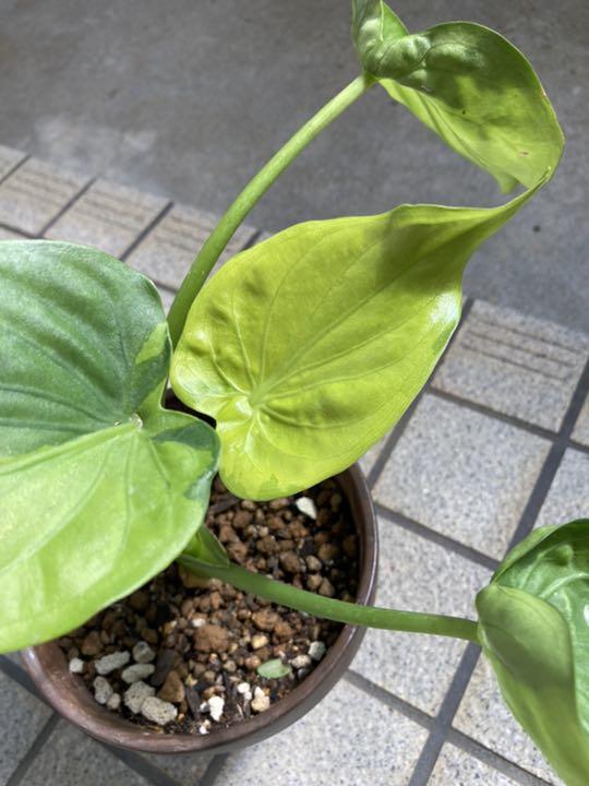 グリーン系【感謝価格】 アロカシアククラータ斑入り❣️シマクワズイモ 植物/観葉植物 インテリア・住まい・小物グリーン系¥9,450-www.dawajen.bh グリーン系【感謝価格】 アロカシアククラータ斑入り❣️シマクワズイモ 植物/観葉植物 インテリア・住まい・小物グリーン系¥9,450-www.dawajen.bh