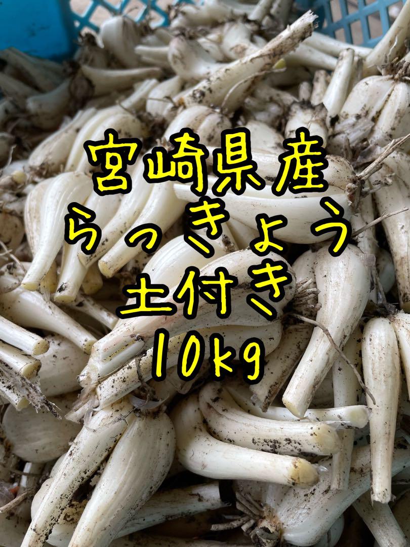 宮崎県産　土付きらっきょう　10kg