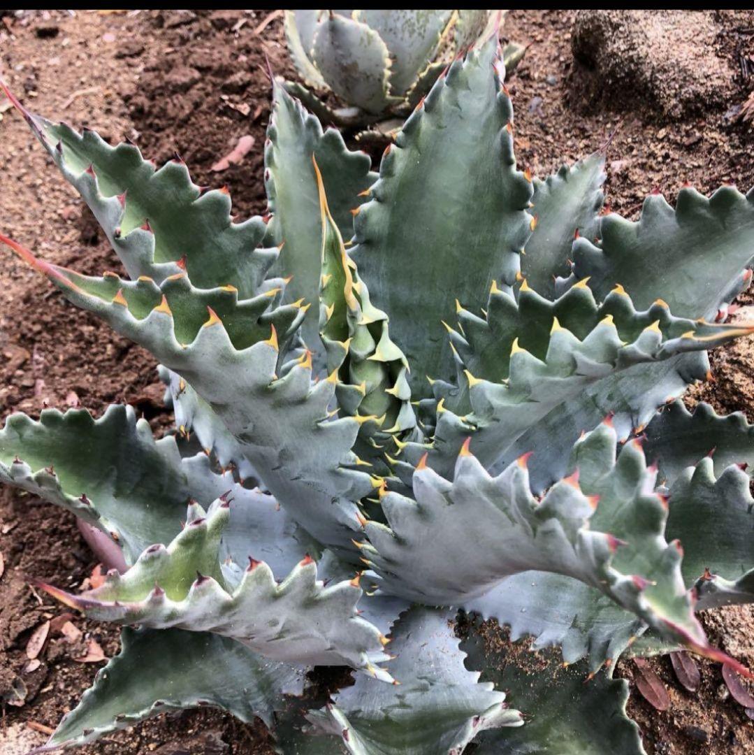 アガベ ハイブリッド クリスポット クリスティーニ×ポタトラム アガベ ハイブリッド クリスポット クリスティーニ×ポタトラム