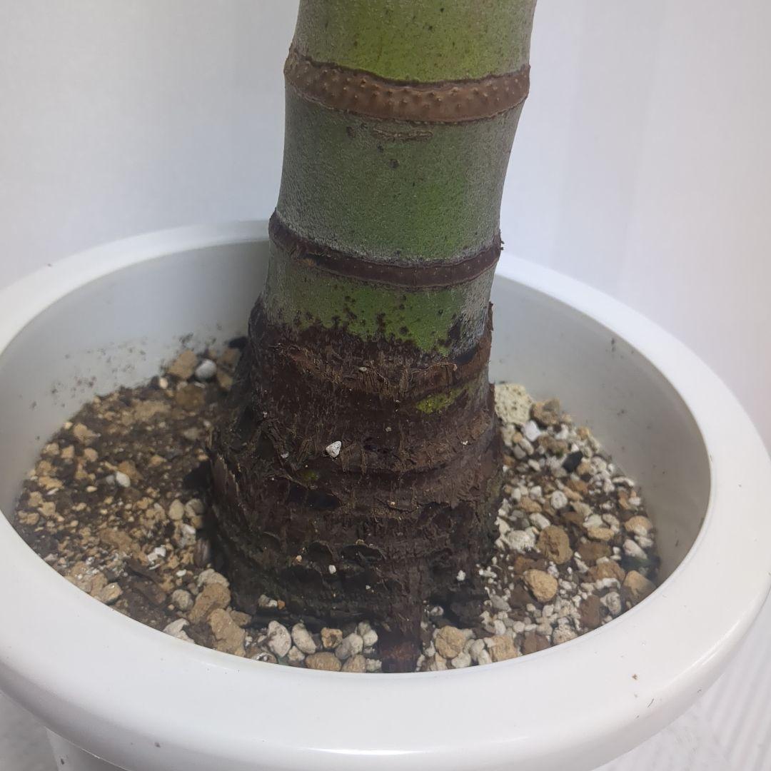 マニラヤシ。観葉植物。鉢ごと無料で発送致します。 - メルカリ