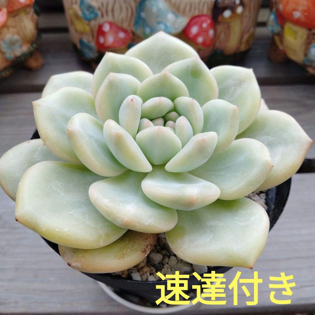 速達付き　アリエル錦　緑金　多肉植物