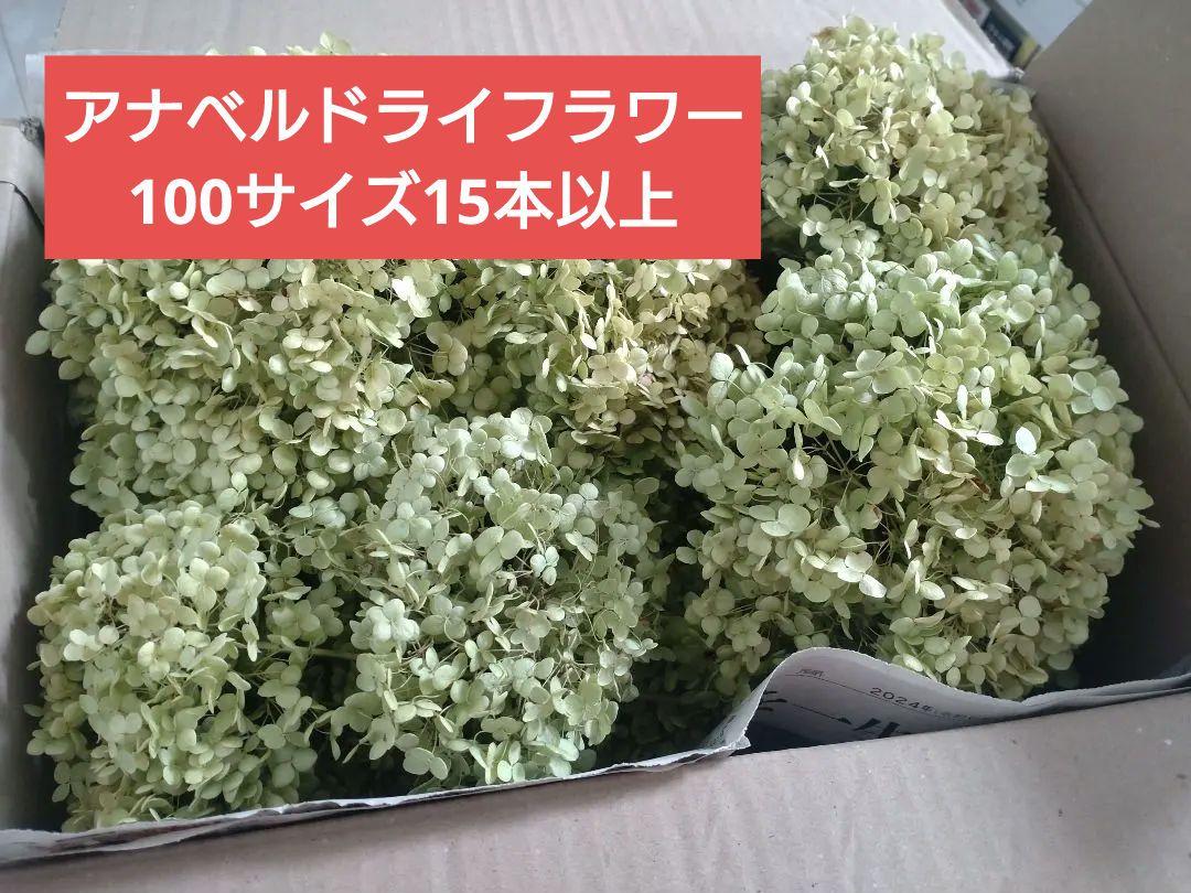 アナベル ドライフラワー 紫陽花