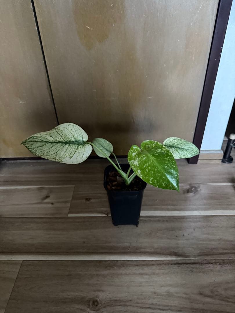 モンステラ　デリシオーサ　ホワイトモンスター