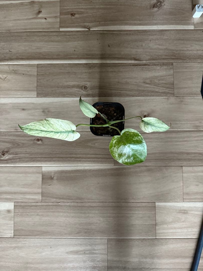 モンステラ　デリシオーサ　ホワイトモンスター