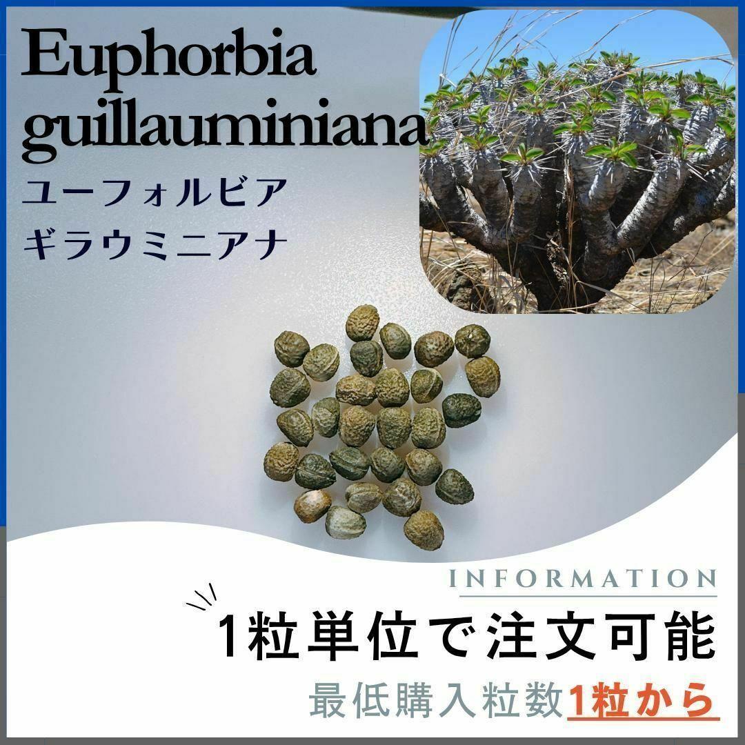 欲しいの 種子】ユーフォルビア ギラウミニアナ 数量1粒 /セット割あり 塊根植物・コーデックス