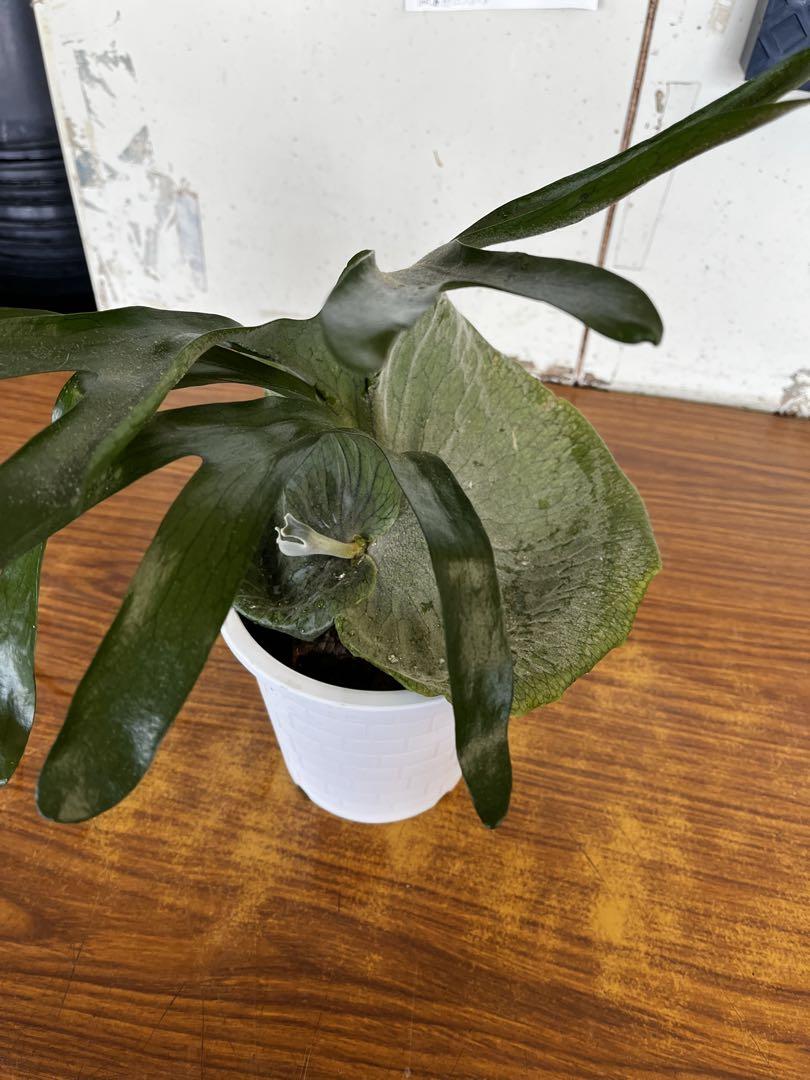 ビカクシダ グランデ　5号鉢植え