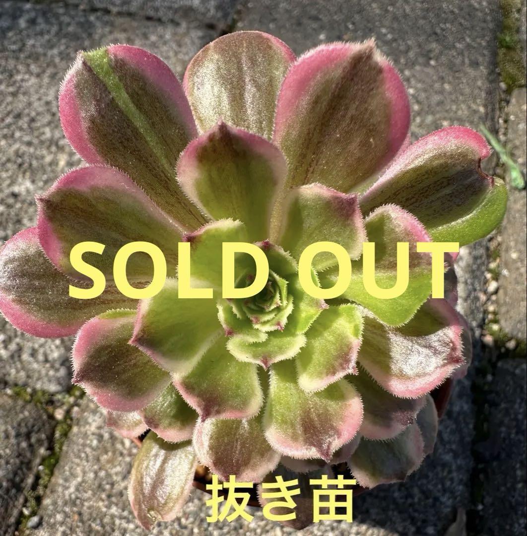 アエオニウム 花顔ピンクデイジー(花顔粉黛)②⭐️お買い得