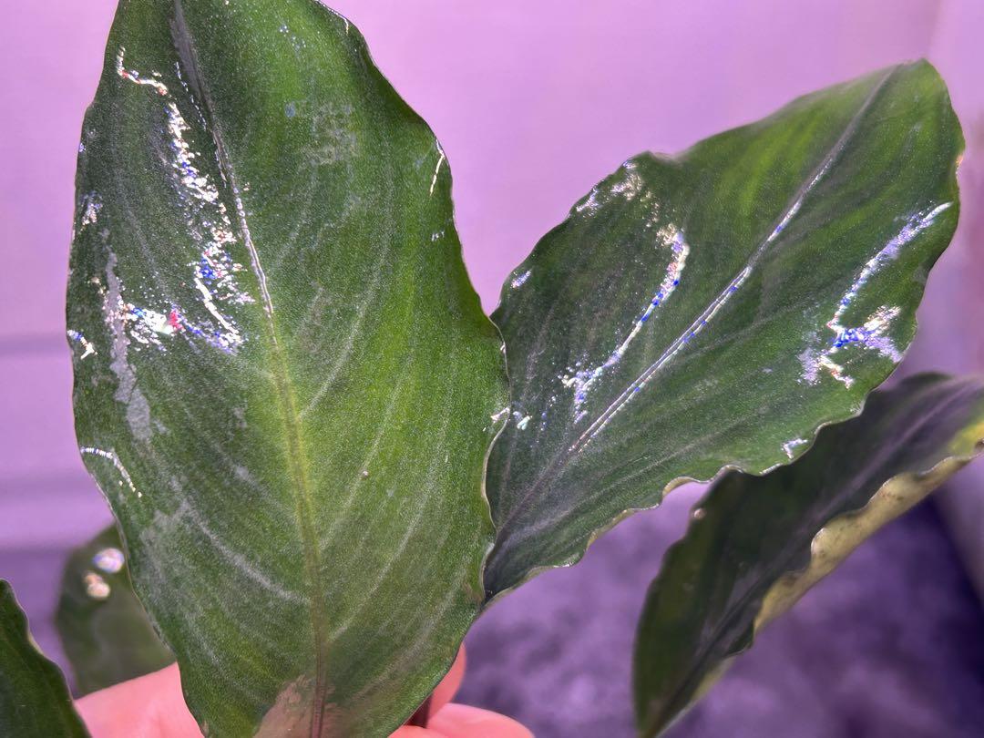 TB便】Bucephalandra sp.Pearl gray 水上育成株 - その他最高