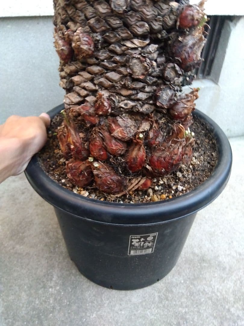 ソテツ 盆栽 多頭 古株 ① ソテツ 盆栽 多頭 古株 ①