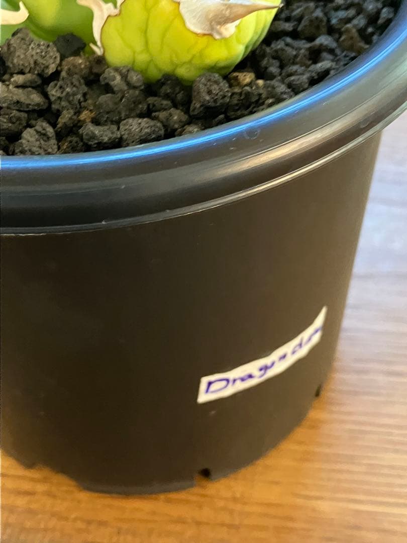 確認用 イラン株 REZA産 ドラゴンクロウ ミドル 確認用 イラン株 REZA産 ドラゴンクロウ ミドル