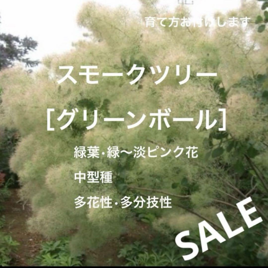 スモークツリー苗 苗木［グリーンボール］3号972 - メルカリ