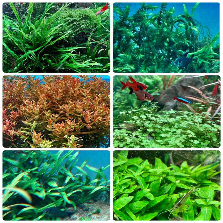水草 お試し用 6種類セット 無農薬 - メルカリ 水草 お試し用 6種類セット 無農薬 - メルカリ