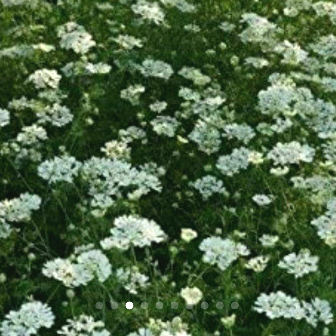 植物 観葉植物 ご専用ページ オルレア レースフラワー 白 約500粒 ドライフラワーにも