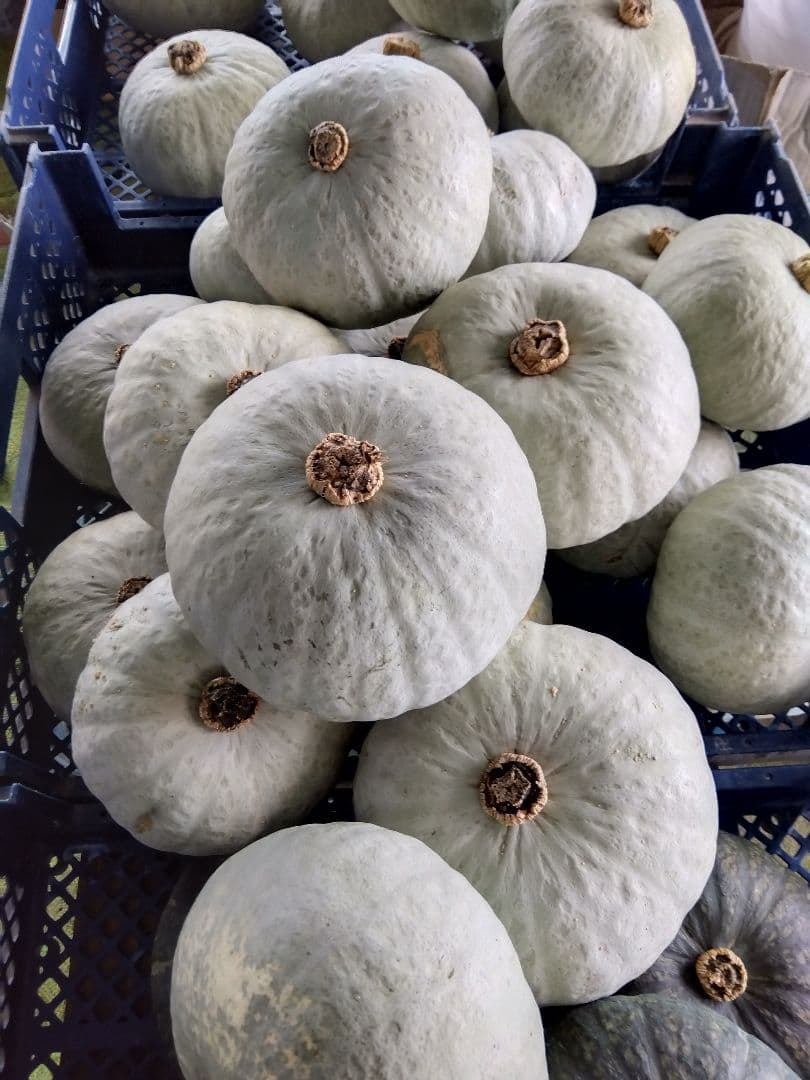 農薬不使用　かぼちゃ専用