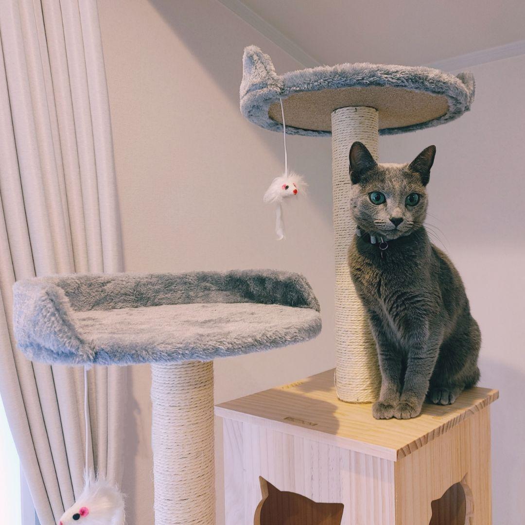 高評価なギフト キャットタワー(限定品)新品 未使用品 キャットタワー キャットタワー