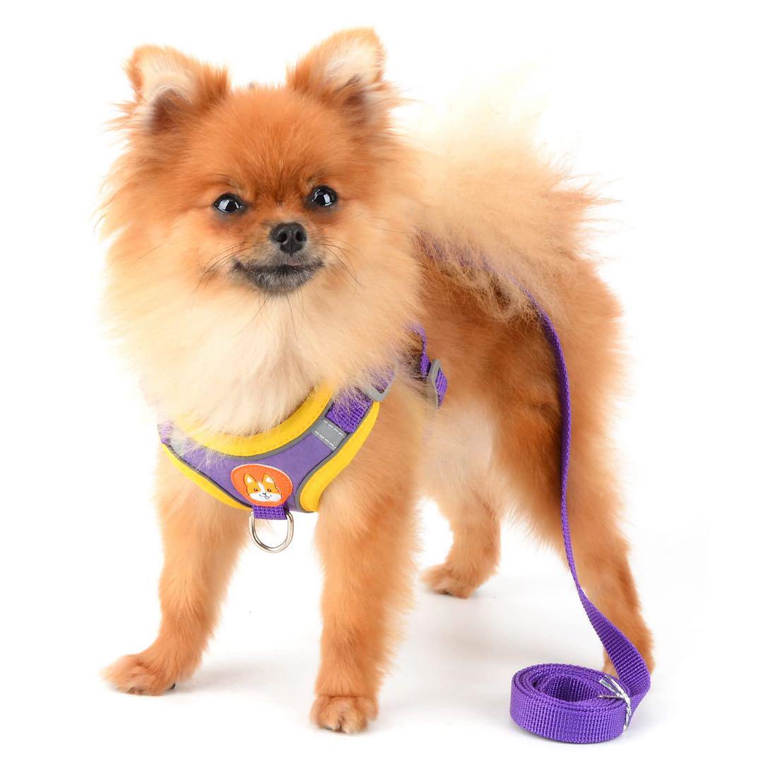 犬胴輪 パープル