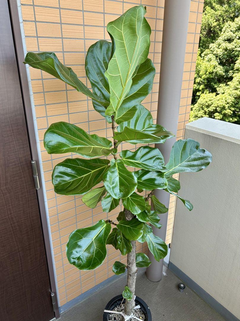 【引き取り限定】破格！大型カシワバゴムノキ 約1.6m観葉植物