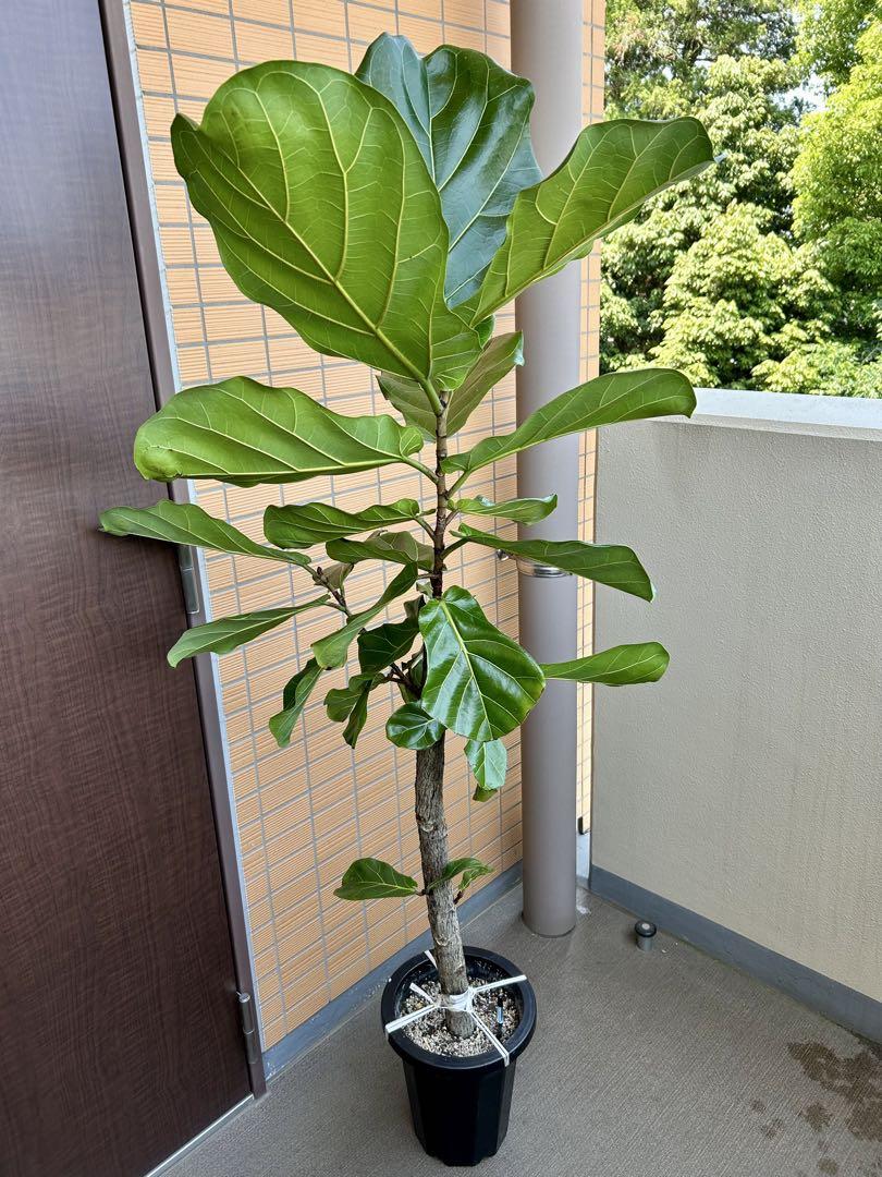 【引き取り限定】破格！大型カシワバゴムノキ 約1.6m観葉植物