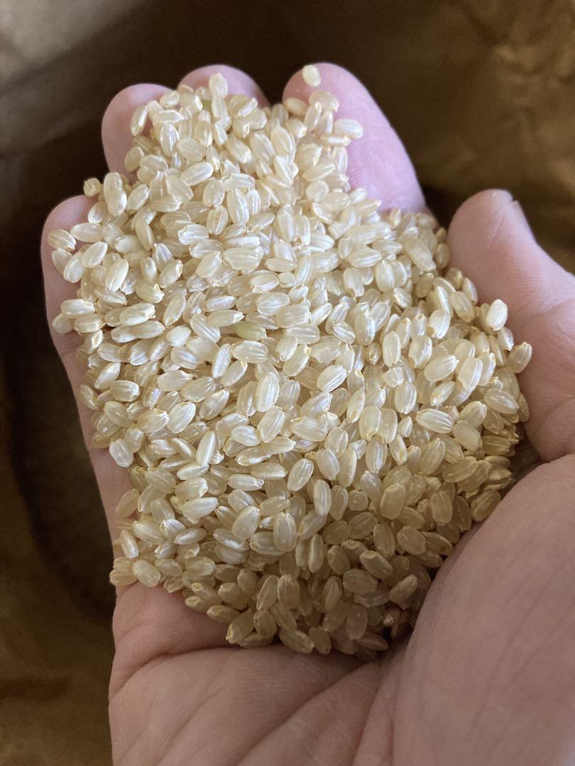 朝日米　自然栽培　玄米　10kg