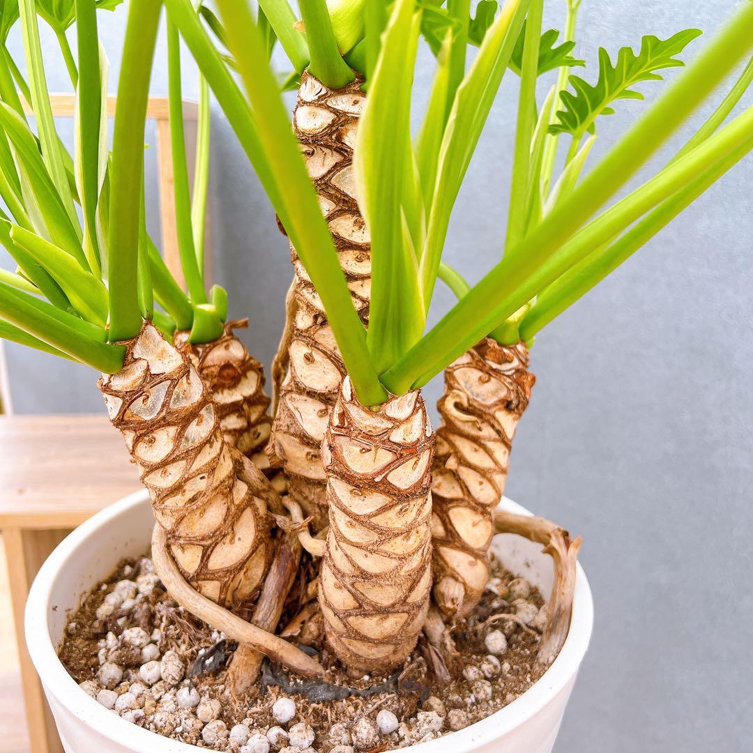 現品　フィロデンドロン　ジャイアントザナドゥ　2番　根上がり　ドライガーデン 現品 フィロデンドロン ジャイアントザナドゥ 2番 根上がり