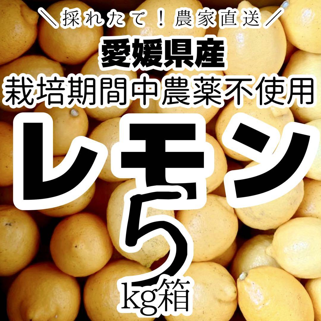 農薬不使用の国産レモン 5kg箱【夏木成りレモン！愛媛の農家直送】0713り