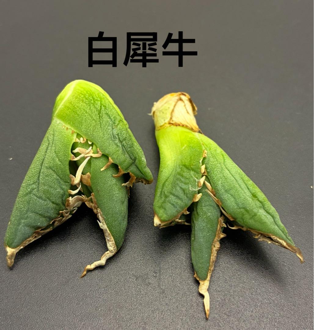 チタノタ 巌竜 緑犀牛 緑犀牛 巌竜 アガベ チタノタ オテロイ（観葉植物 アガベ 笹の雪