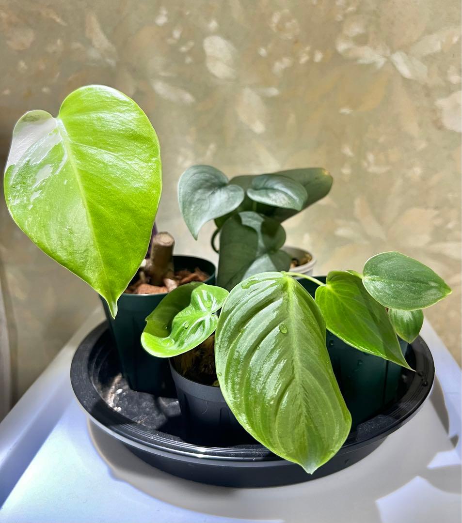 Philodendron ilsemanii ☆フィロデンドロン・イルセマニー☆ 近藤園芸 Philodendron ilsemanii ☆フィロデンドロン・イルセマニー☆ 近藤園芸