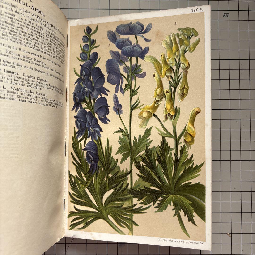 621B①希少1904年アンティーク植物図鑑 洋書古書 ボタンニカル