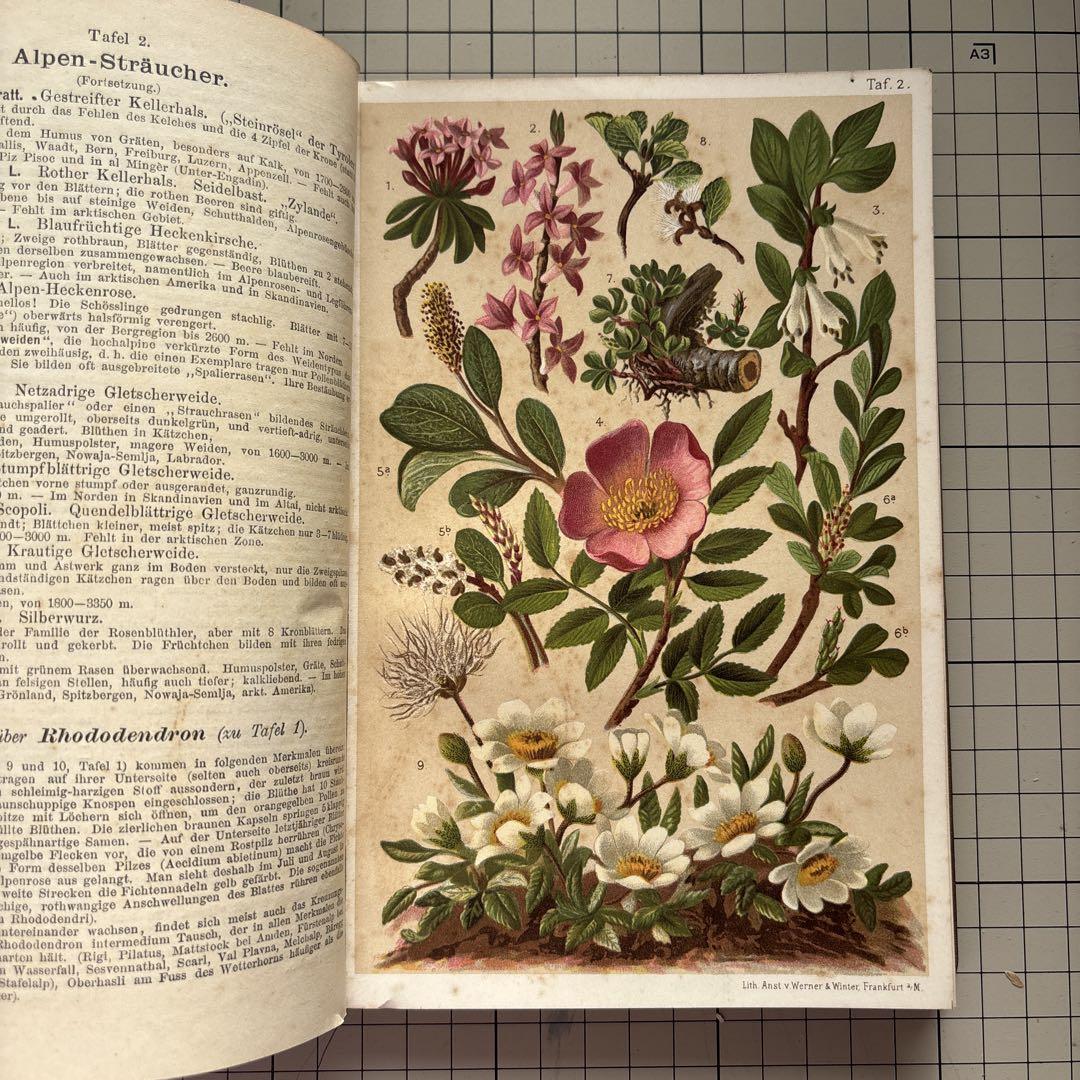621B①希少1904年アンティーク植物図鑑　洋書古書　ボタンニカル　イラスト 621B①希少1904年アンティーク植物図鑑 洋書古書 ボタンニカル