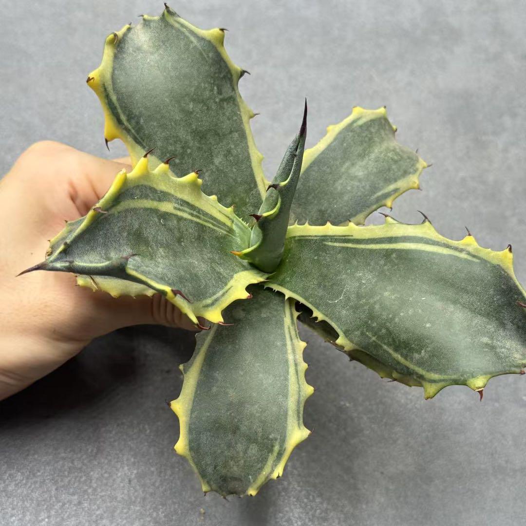 多肉植物・アガベ ・特選 赤牙龍黄中斑 ・激レア・極上株 - メルカリ