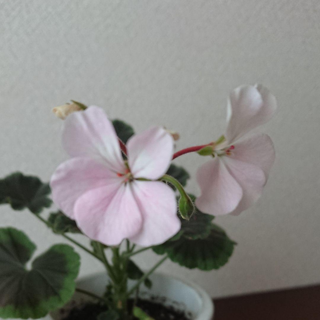 驚きの値段で ゼラニウム 苗 薄いピンク濃いピンク2苗セット 植物 観葉植物 Getvolt Dk