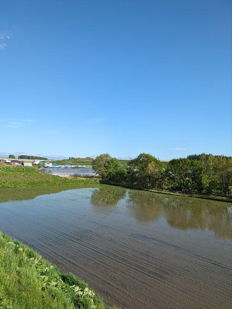 【mayumi様　専用】【北海道産・希少品種】ゆきさやか　20kg
